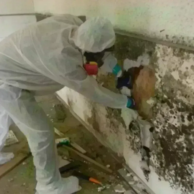 Mold Remediation and Removal in Greene County, IN